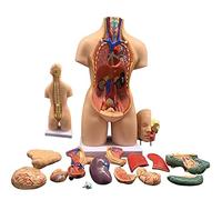 UIGJIOG Human Torso Body Anatomy Model,Human Organs Model,4D Anatomical 19Pcs Disassembled Assembly Model of Human Organs for Education with Heart Head Brain Skeleton Model