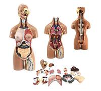 UIGJIOG Human Torso Model Medical Anatomy Educational Teaching Tool, Removable 19 Parts, 55Cm Human Body Anatomical Model,Internal Organs,Head Anatomy,Systems of Breathing, Digestion And Urinary