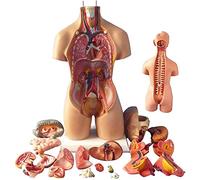 UIGJIOG Human Torso Model, Removable Human Organs, Body Anatomy Model, 4D Anatomical Assembly Model of Human Organs Model Toy Torso System Structure 55cm
