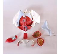 UIGJIOG Life Size Female Pelvis Medical Anatomical Female Pelvis Model with Removable Organs 6-Part of Bones Ligaments Pelvic Floor Muscles Female Pelvic Organs Female Genital Gynecological Anatomy