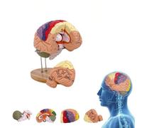 UIGJIOG Life-Size Human Brain Model 2X Colored Anatomical Brain Model 4-Part Detachable Brain Model for Anatomy and Neuroanatomy Medical Teaching
