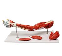 UIGJIOG Life Size Muscled Arm Model 7 Parts Anatomical Left Arm Model Muscular Arm Anatomy Model Shows Muscles of The Shoulder Arm And Hand Includes Stand