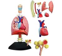 UIGJIOG Lung model 4D anatomical model of the human lung and heart with 21 removable parts for medical teaching and the study of the respiratory system