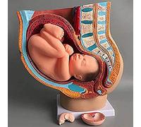 UIGJIOG Medical Pregnant Human Pelvis Anatomical Model with Pregnancy 9 Months Sagittal Section of The Female Pelvis at 40 Weeks of Pregnancy Human Pelvic Section Anatomical Pregnancy Model