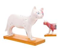 UIGJIOG Model of Cat Teaching Anatomy Acupuncture Point Anatomical Model of Cat for Veterinary Teaching Pedagogical Tool with Musculature and Points Acupuncture for Anatomy Physiology Course