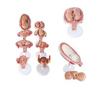 UIGJIOG Model of embryos 8pcs Process of development process of human pregnancy medical model embryo fetal model uterus fetal position