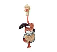 UIGJIOG Model of The Digestive System Model Structure of The Human Digestive System Esophagus Gastrointestinal Street Liver Gallbladder for Educational Model