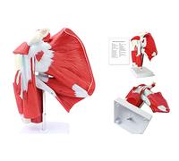 UIGJIOG Muscled Shoulder Joint Model with Ligament Upper Limb Muscle Anatomy Model Shoulder Musculature From Rotator Cuff To Subscapular Muscles Medical Teaching