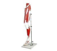 UIGJIOG Muscles Human Leg Life-Size 13-Part Leg Model,Human Leg Model Muscle Superficial Deeper Muscles Tendons Vessels Nerves Bone Components