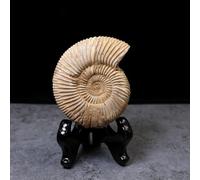 UIGJIOG Natural White Chrysanthemum Stone Snail Marine Fossil Specimen Model Ammonite Fossil Natural Paleontology Specimen Ammonite Spiral Crafts for Fossil Collections and Education with Base
