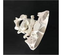 UIGJIOG Occipital Bone Model Atlas And Axis with Occipital Leg Model Human Occipital Leg Model PVC Material Cervical Vertebrae for Medical Training