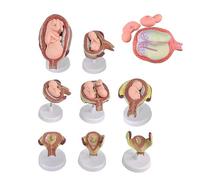 UIGJIOG Realistic and Removable Embryos Embryo Development Model Kit, 8 Removable Anatomy Models for Medical Teaching and Education