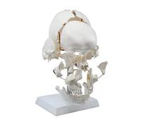 UIGJIOG Skull Model of A Human Skull Split Model Exploded Skull Model 13 Parts Life Size Mounted on Articulated Stand for Student Or Patient Demonstrations
