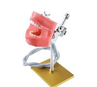 UIGJIOG Stainless Steel Typodont Dental Standard Teeth Model Fake Teeth Dental Teaching Teeth Model Adjustbale Demonstration Tooth Model Bracket for Training And Coaching