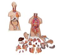 UIGJIOG Torso human body model 85cm 4d anatomical assembly model of human organs 23 pcs model of anatomy human body torso detachable for school education