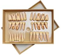 UIGJIOG Two-Color Permanent Tooth Model 32 pcs Tooth Model 2.5 Permanent Teeth Model Dental Resin Tooth Demonstration Education Teaching Study