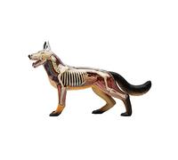 UIGJIOG Wolf Dog Anatomy Assembly Model Animal Anatomy Model Skeleton 4D Dog Skeleton Anatomical Detachable Organs Body Parts for Medical Education Traning Aid Nature Discovery Veterinary Gift