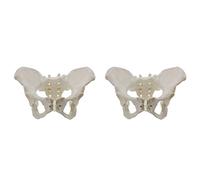 Uikdjgu 2X Life Size Female Pelvis Model, Hip Model - Female Anatomy Model, Hip Bone Pelvic Model Female Anatomical Model