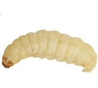 UINCLU Waxworms 50 Pack (15g) - Reptile, Bird, Small Mammal - Pets - Pet Owners, Raw Feeders - Live Pet Food - Waxworms - 15g, 0.53oz