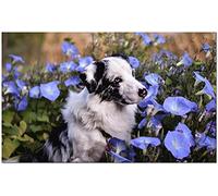 Uiujiij Diy Paint By Numbers Kits For Adults Border Collie Pet Dog Animal Paintworks Paint By Numbers Kits On Canvas