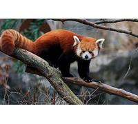 Uiujiij Diy Paint By Numbers Kits For Adults Red Panda Cute Animal Paintworks Paint By Numbers Kits On Canvas 40 * 50Cm