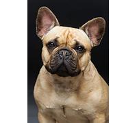 Uiujiij Diy Painting By Numbers For Adults French Bulldog Pet Dog Animal For Beginner On Canvas Painting