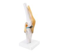 Ujjdwiurgh Anatomical Medical Knee Joint with Ligaments Model,Life Size,Orthopedic Teaching Demonstration
