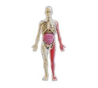 Ujjdwiurgh DIY Assembly of Noctilucent Human Organ Skeleton Model Anatomy for Early Childhood Biology Teaching Primary Secondary