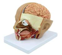 Ujjdwiurgh Human Head Anatomy Model Head Brain -Section Anatomy for Science Classroom Education Learning Teaching Display