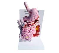 Ujjdwiurgh Human Internal Organs Structure Model Digestive System Stomach Intestine Cecum Rectum Duodenum Human Anatomy Model