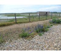 UK Photo Poster Print A4 / 12"x8" Hide at Rye Harbour Nature Reserve Viper's bugloss is the c2014