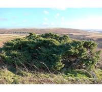 UK Photo Print 8"x6" Ancient juniper below Dod Hill Ilderton c2012