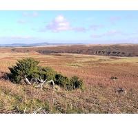 UK Photo Print 8"x6" Ancient juniper below Dod Hill Ilderton c2012 P1