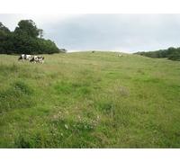 UK Photo Print 8"x6" Cattle on a small escarpment Hill/ST6495 c2012