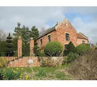 UK Photo Print 8"x6" Daffodils by Devil's End Haddiscoe c2015