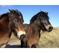 UK Photo Print 8"x6" Exmoor ponies at St Aidan’s Dunes Seahouses c2022