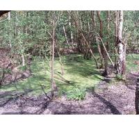 UK Photo Print 8"x6" Green algae on pond in Horsell Common Woking c2006
