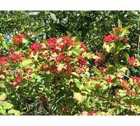 UK Photo Print 8"x6" Guelder rose (Viburnum opulus) Brundall c2017