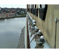 UK Photo Print 8"x6" Kittiwakes Roosting on the Baltic Flour Mill Newcastle upon Tyne c2016