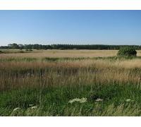 UK Photo Print 8"x6" Lakenheath RSPB reserve Shepherds' Fen c2017