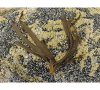 UK Photo Print 8"x6" Life in the tidal zone Rosemarkie c2013