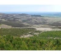 UK Photo Print 8"x6" Looking east across the forest Great Tosson c2017