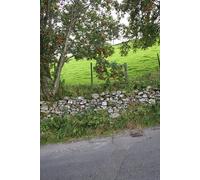 UK Photo Print 8"x6" Mountain Ash tree above dry stone wall north of Crow Trees Ivelet c2016