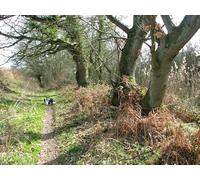 UK Photo Print 8"x6" Path to RSPB Strumpshaw Fen Brundall c2012