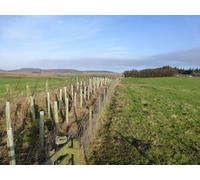 UK Photo Print 8"x6" Recently planted shelter belt Priest's Knowe c2016