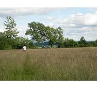 UK Photo Print 8"x6" Running through long wet grass Bevington c2012