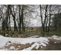 UK Photo Print 8"x6" Shelter belt Orton/NY6208 c2013