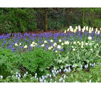 UK Photo Print 8"x6" Spring Bulbs, Kingston Lacy, Dorset Tadden c2012