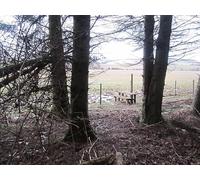 UK Photo Print 8"x6" Stile, Twiggy's Belt Longformacus c2013