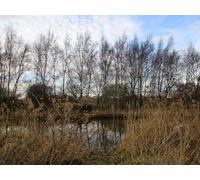 UK Photo Print 8"x6" Trees between the rivers Althorpe c2017